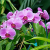 erindarlingphotography > Conservatory of Flowers photo